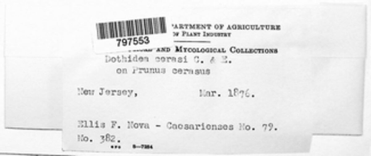 Melanops ceras image